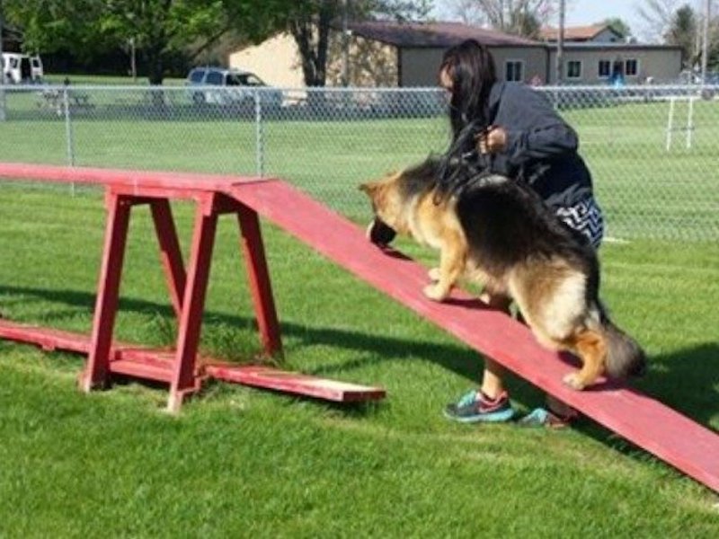 Dog Training Union Grove Racine WI